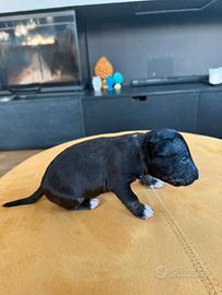 Bullterrier mini con pedigree ENCI