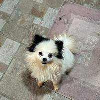 Spitz tedesco nano femmina