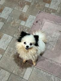 Spitz tedesco nano femmina