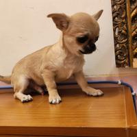 Chihuahua