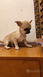 Chihuahua