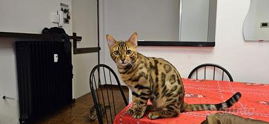 Disponibile per Monta - Splendido Bengala Maschio