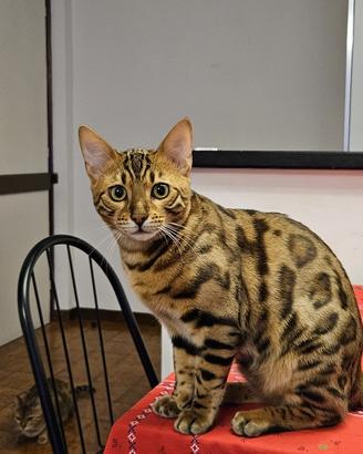 Disponibile per Monta - Splendido Bengala Maschio