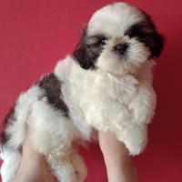 Shih tzu con pedigree selezionato