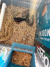 Passeri del Giappone