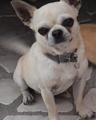 Chiwawa maschio per accoppiamento