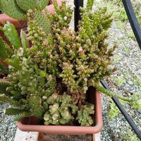 Pianta grassa grande 