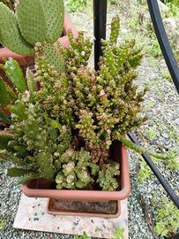 Pianta grassa grande 