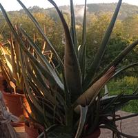 Aloe Vera