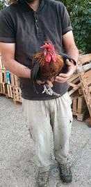 Gallo ornamentale