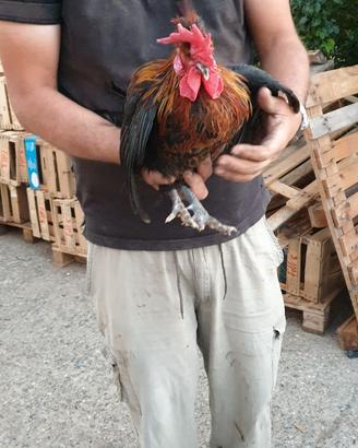 Gallo ornamentale