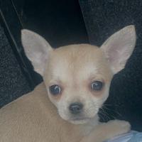 Cuccioli chiwawa toy