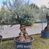 vasta scelta olivi da giardino 