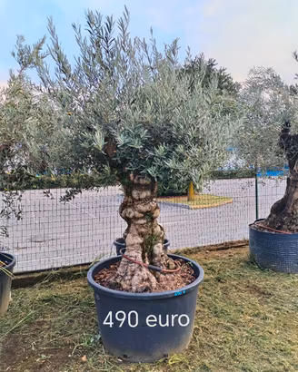 vasta scelta olivi da giardino 
