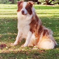 Border collie per accoppiamento