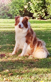 Border collie per accoppiamento