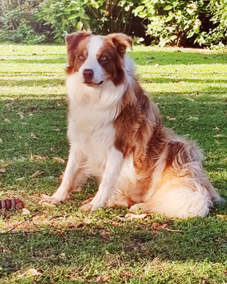 Border collie per accoppiamento