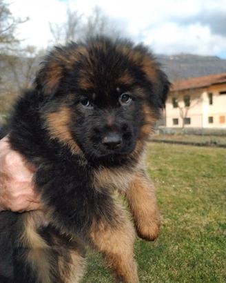 Cucciolo Pastore Tedesco pelo lungo 3 mesi Vicenza