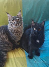 allevamento Passion Lynx Bordighera 