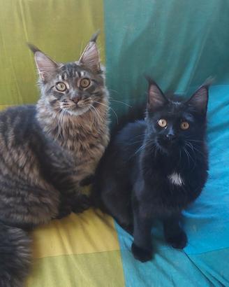 allevamento Passion Lynx Bordighera 