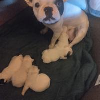 Cuccioli bulldog francese