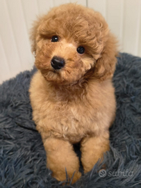 Cucciola barboncina toy