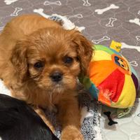 Cavalier King Charles Spaniel
