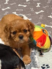 Cavalier King Charles Spaniel