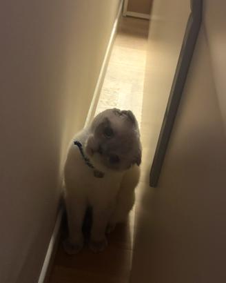 Scottish fold
