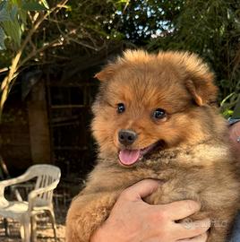 Spitz tedesco piccolo