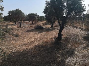 Terreno Agricolo