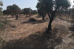 Terreno Agricolo