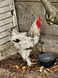 gallo braman