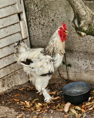 gallo braman