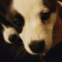 Cuccioli Corgi Cardigan