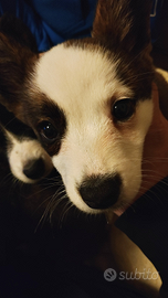 Cuccioli Corgi Cardigan