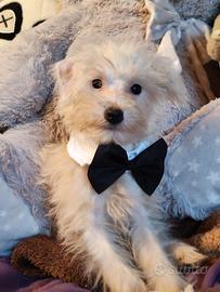 Maltipoo cucciolo dolcissimo
