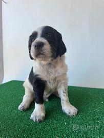 Cuccioli SETTER INGLESE