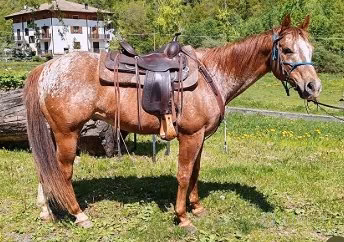 Cavallo da passeggiata