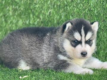 Husky