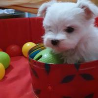 Cuccioli di maltese