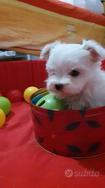 Cuccioli di maltese