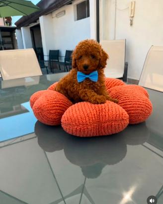 Barboncino toy red rosso