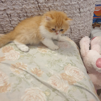 Teneri cuccioli di persiano ipertipici