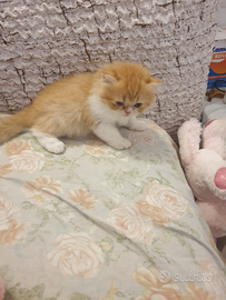 Teneri cuccioli di persiano ipertipici