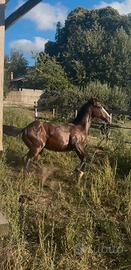 Puledro Paint