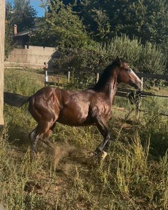 Puledro Paint