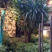 2Yucca Adulta Grande Dimensione Pianta Ornamentale