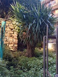 2Yucca Adulta Grande Dimensione Pianta Ornamentale