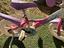 Immagine 4